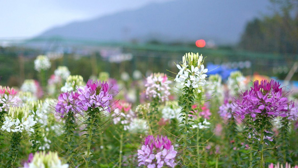 深圳公司组织包团到惠州汕尾旅游方案